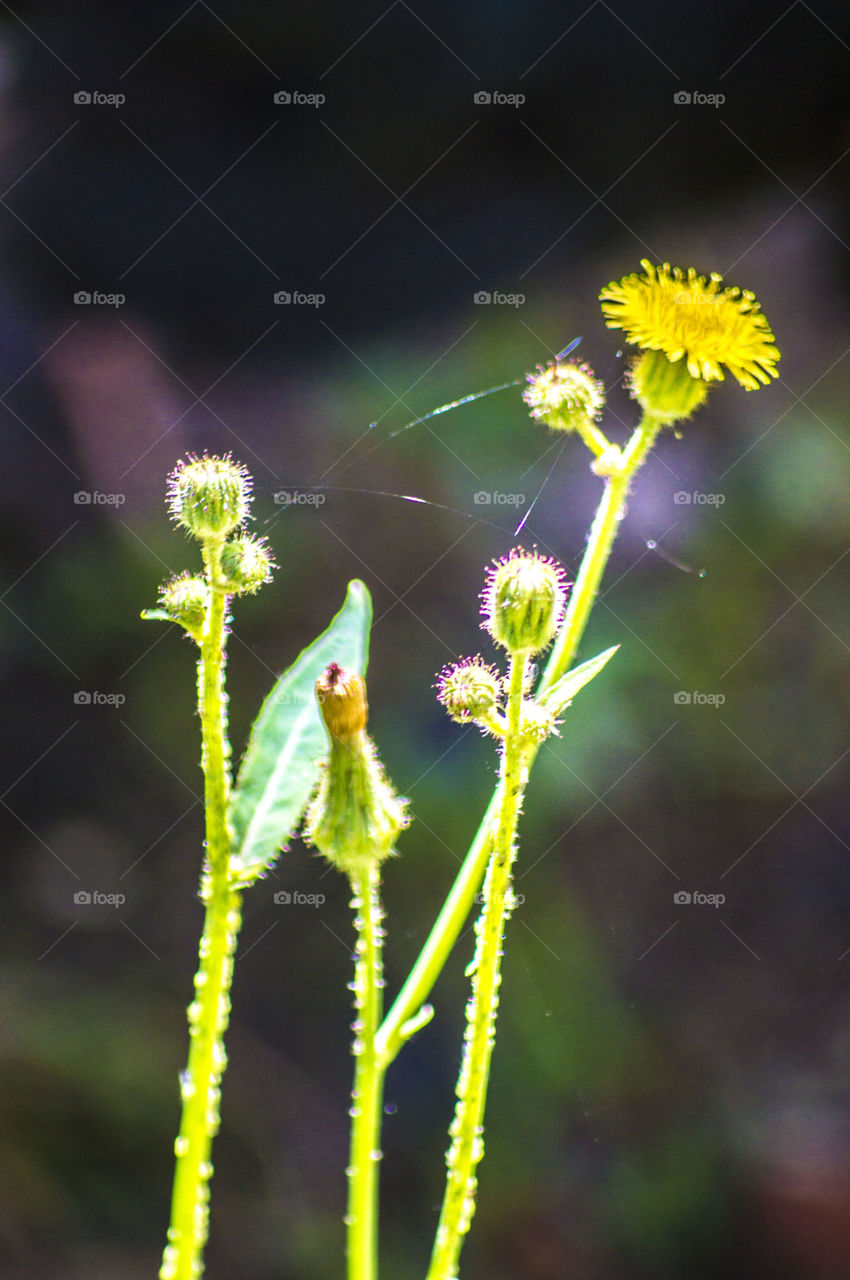 wild flower