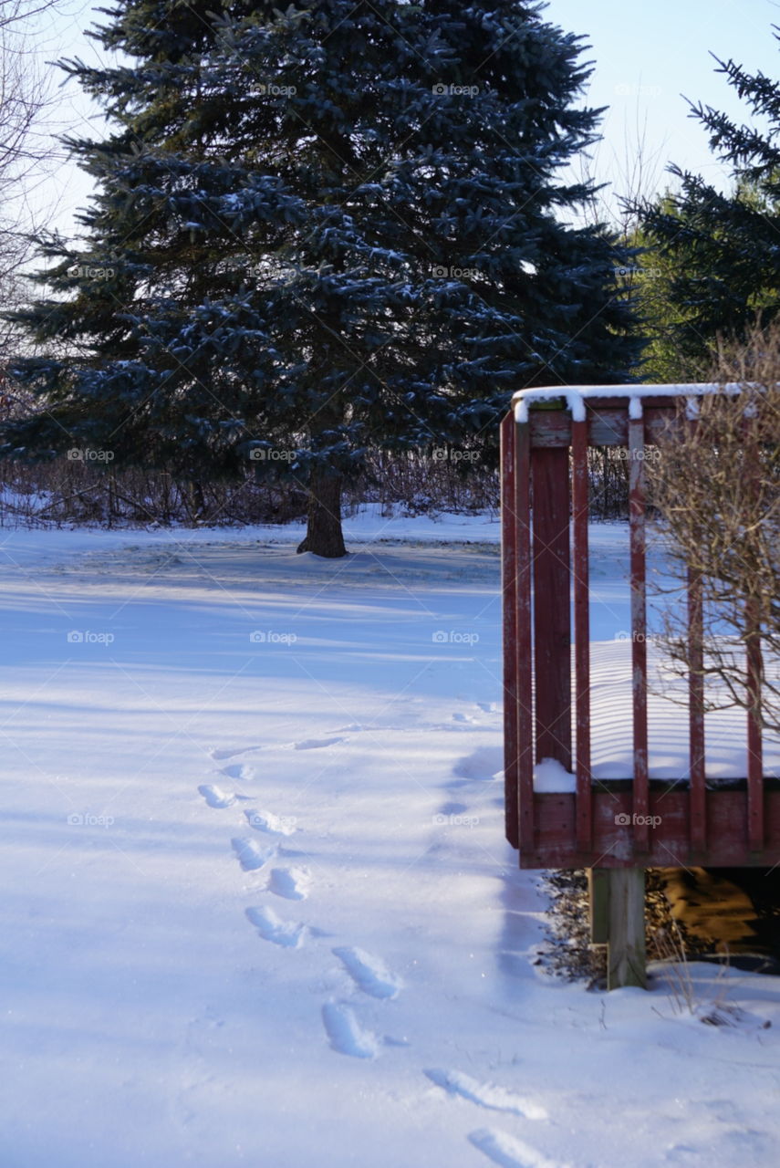 Prints in the snow; where does the trail go? 