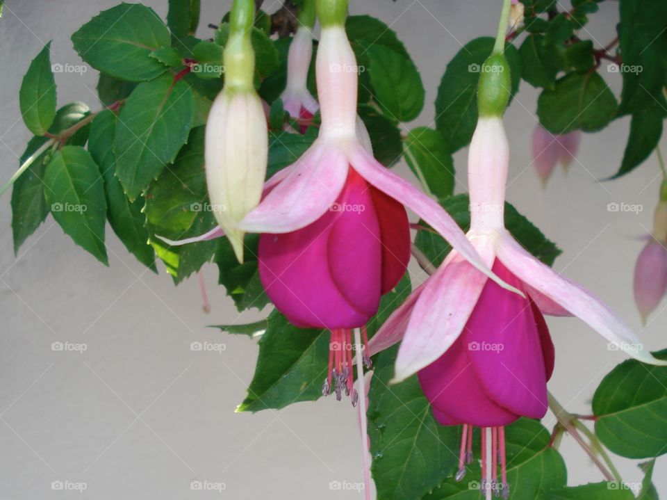 Fuschia flowers