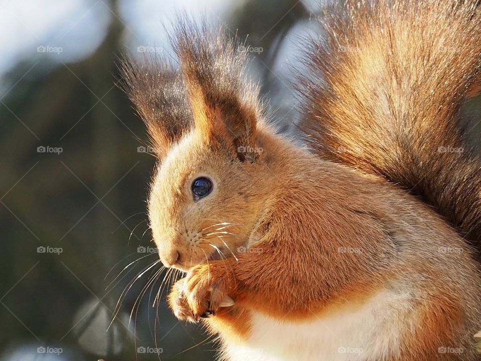 Sunny squirrel