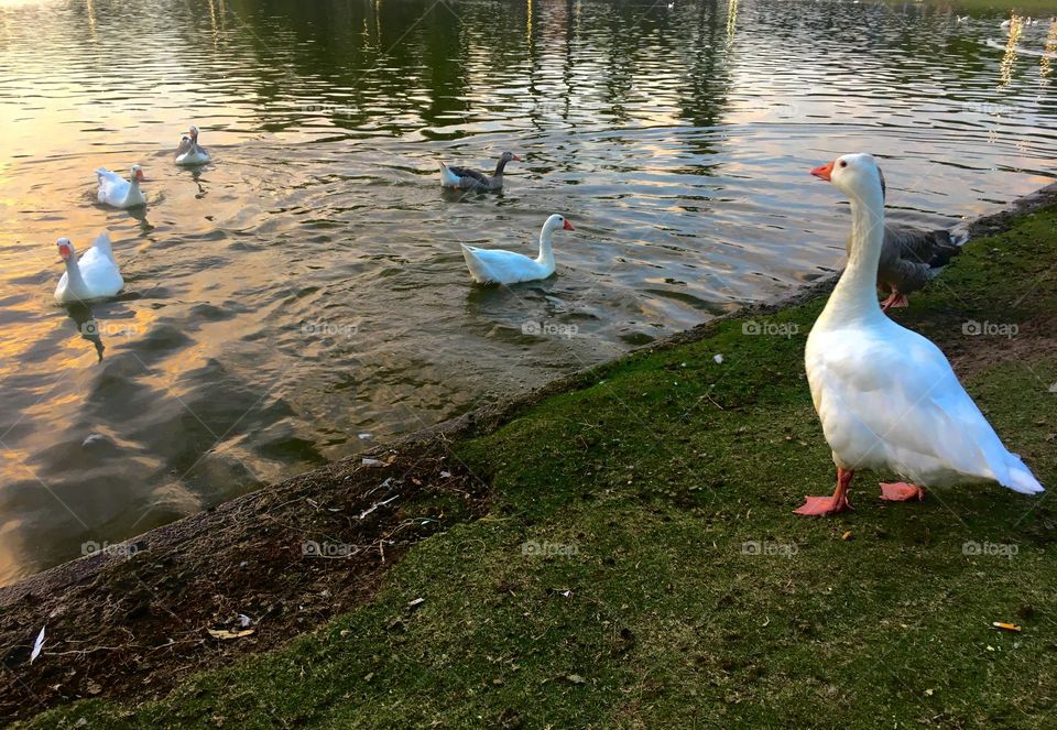 Bird, Water, Swan, Lake, Duck