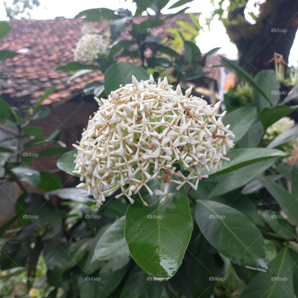 Ixora chinensis plant that is blooming and the flowers are white