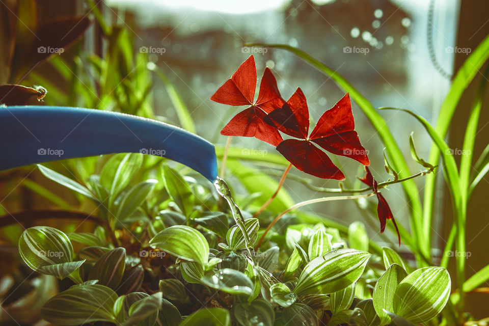 To water plants every morning