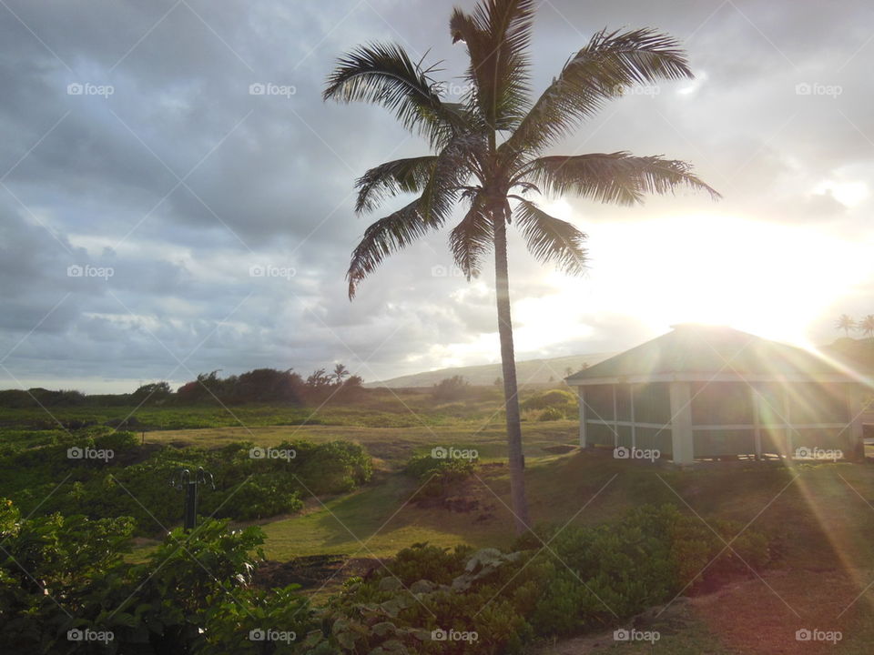 PALM TREE SUNSET