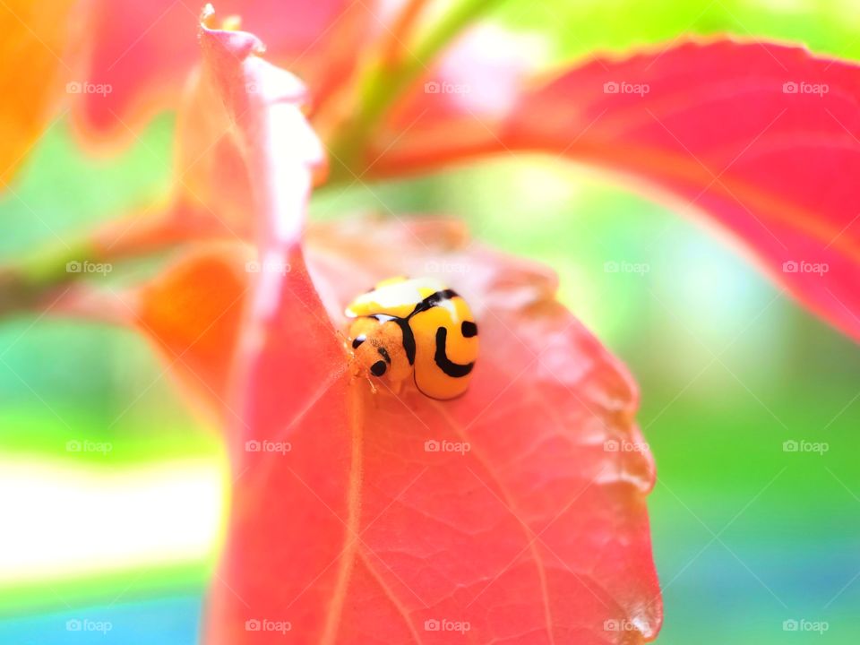 Ladybug on red plant