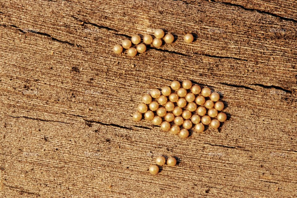 insect golden eggs pattern