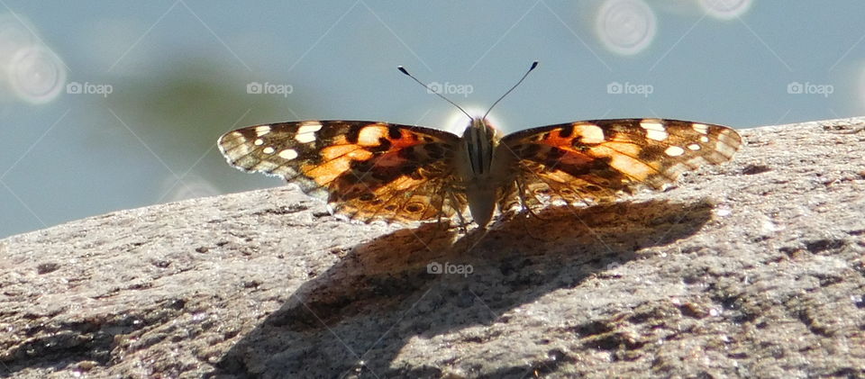 Beautiful Butterfly on a rock 2