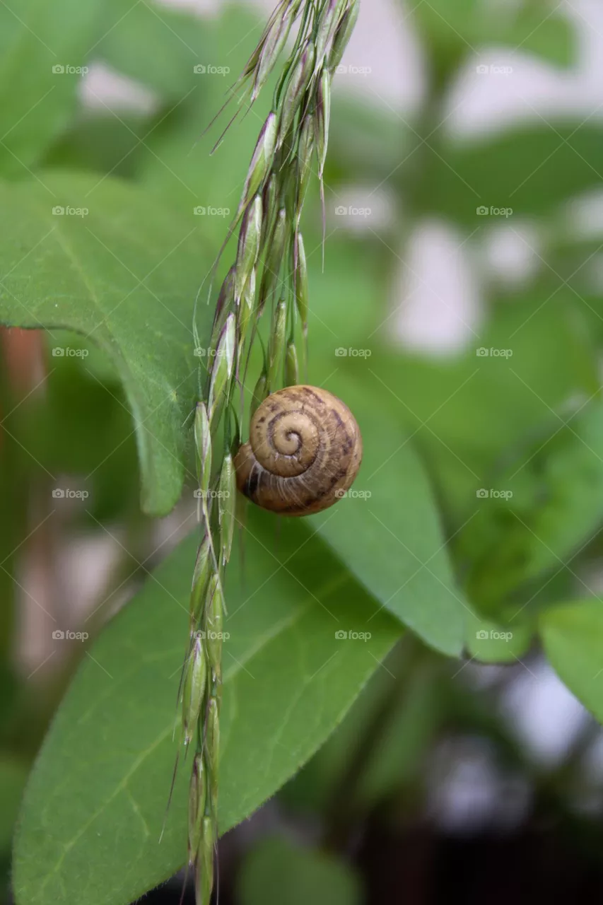 snail