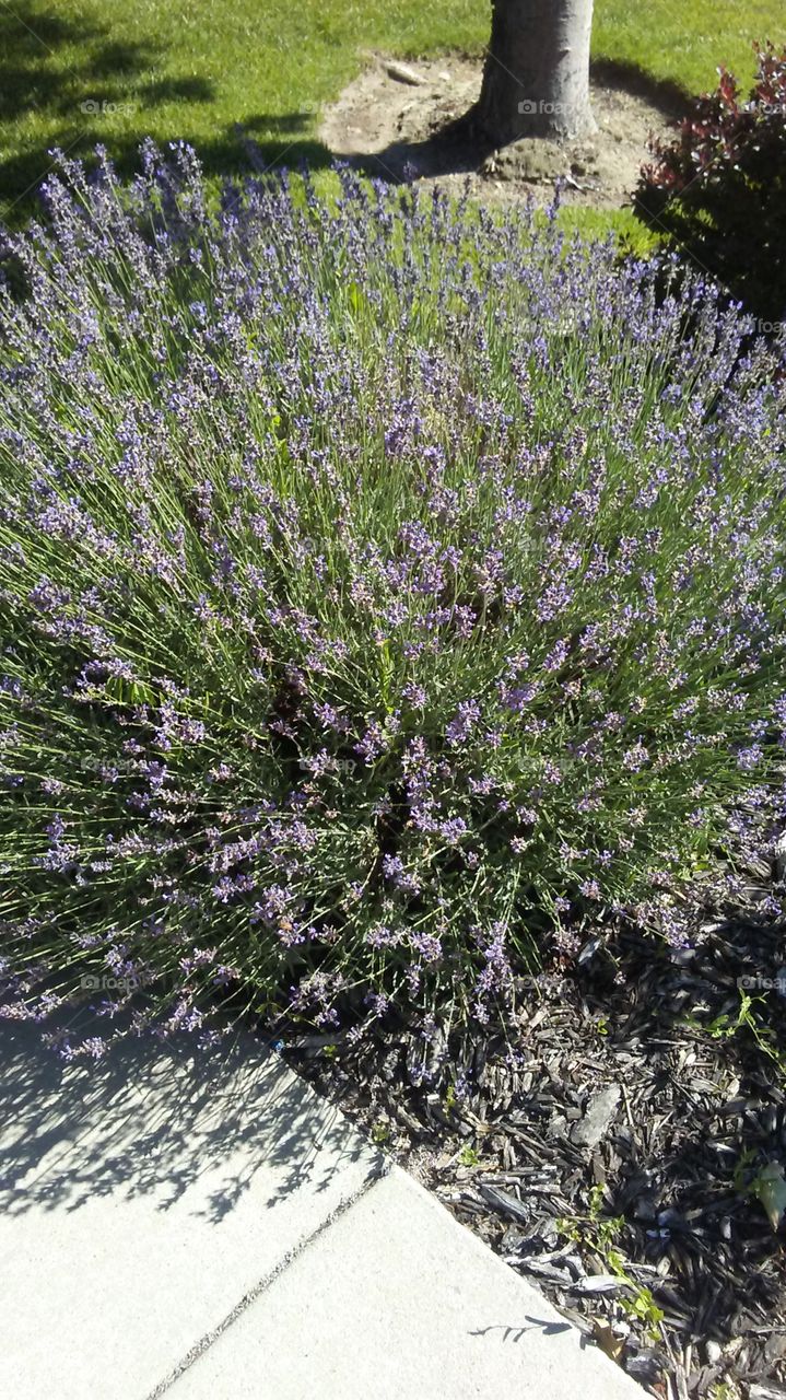 Lovely lavender