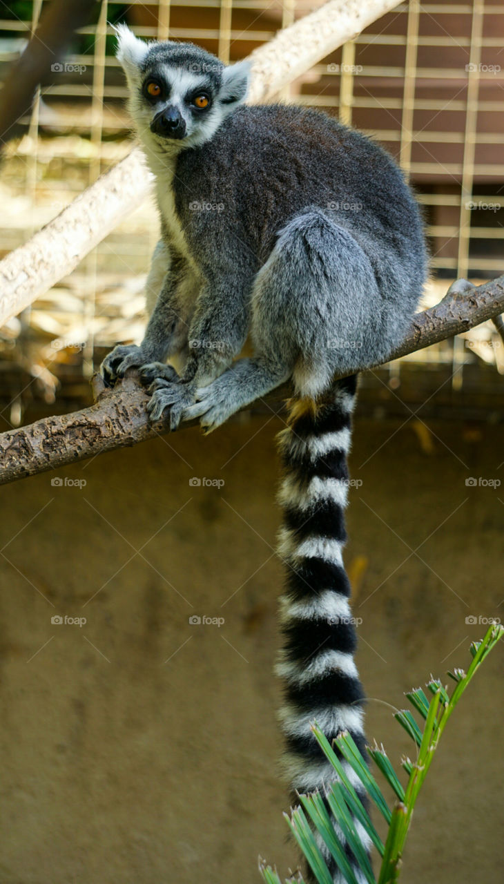 Beautiful Lemur