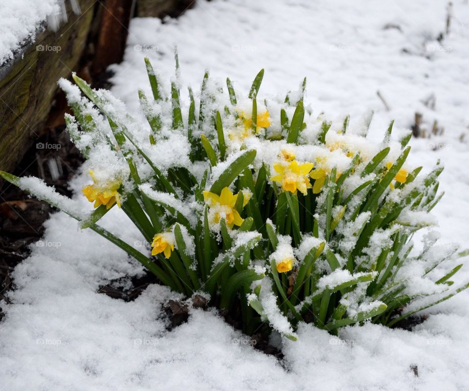 A late April snowfall covers a Daffodil patch. 