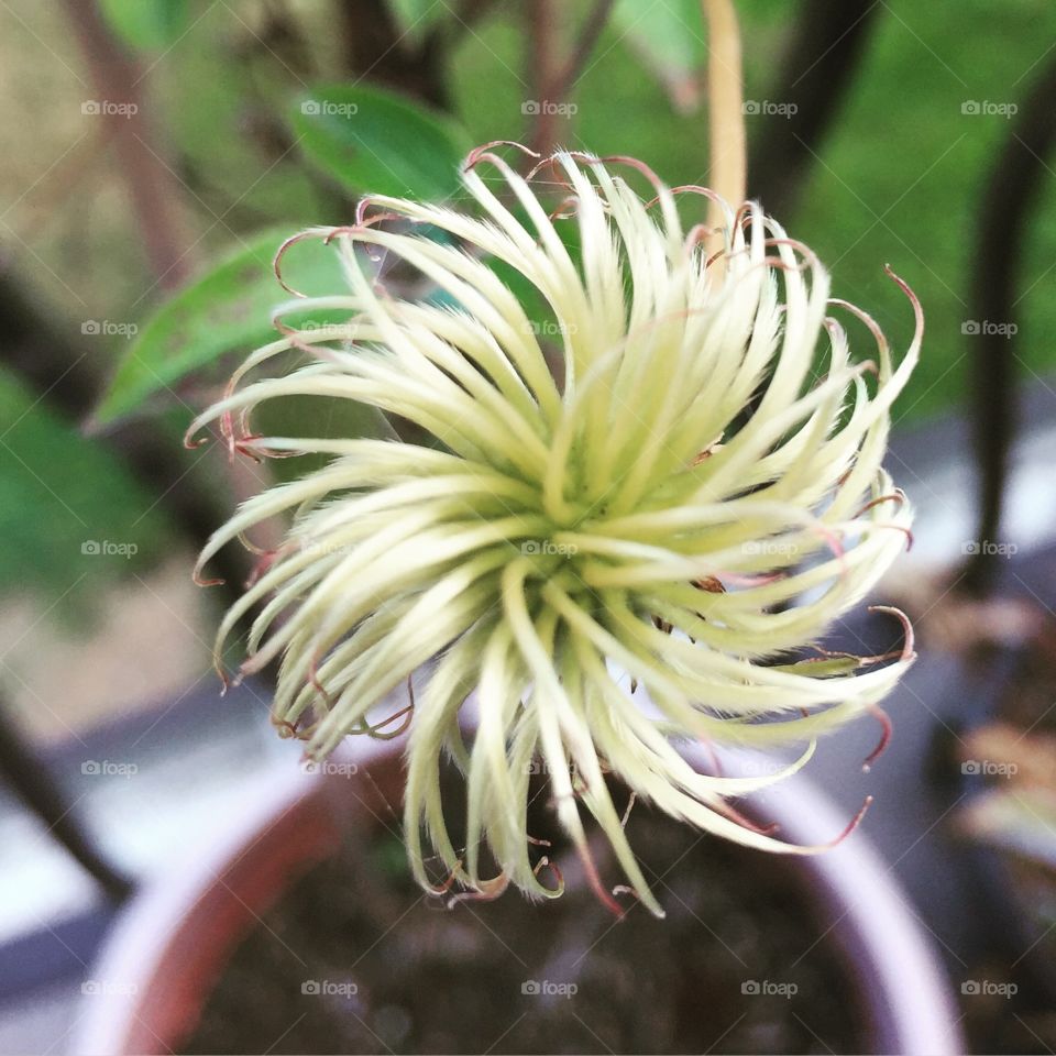 Aftermath of a clematis bloom
