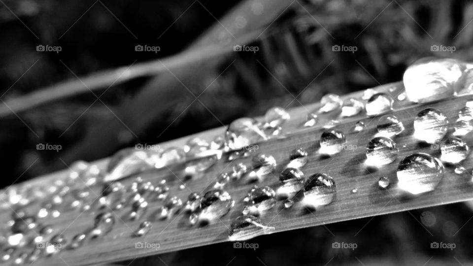 In the Rain 2. drops on a long leaf