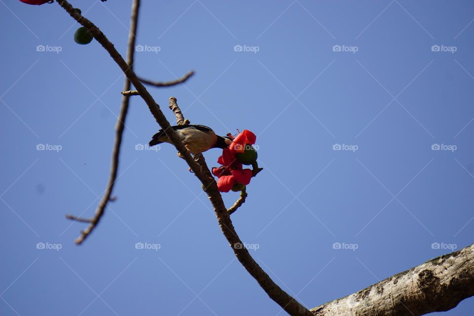 A jungle myna bird eating bombax caiba flower