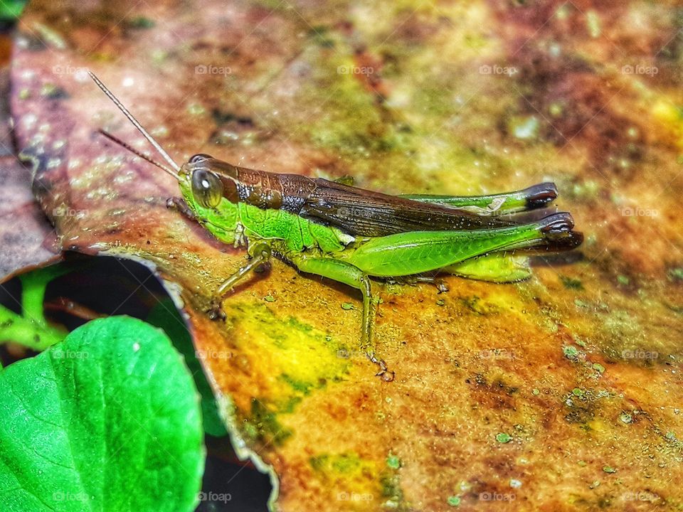 A beautiful grasshopper on a leaf.