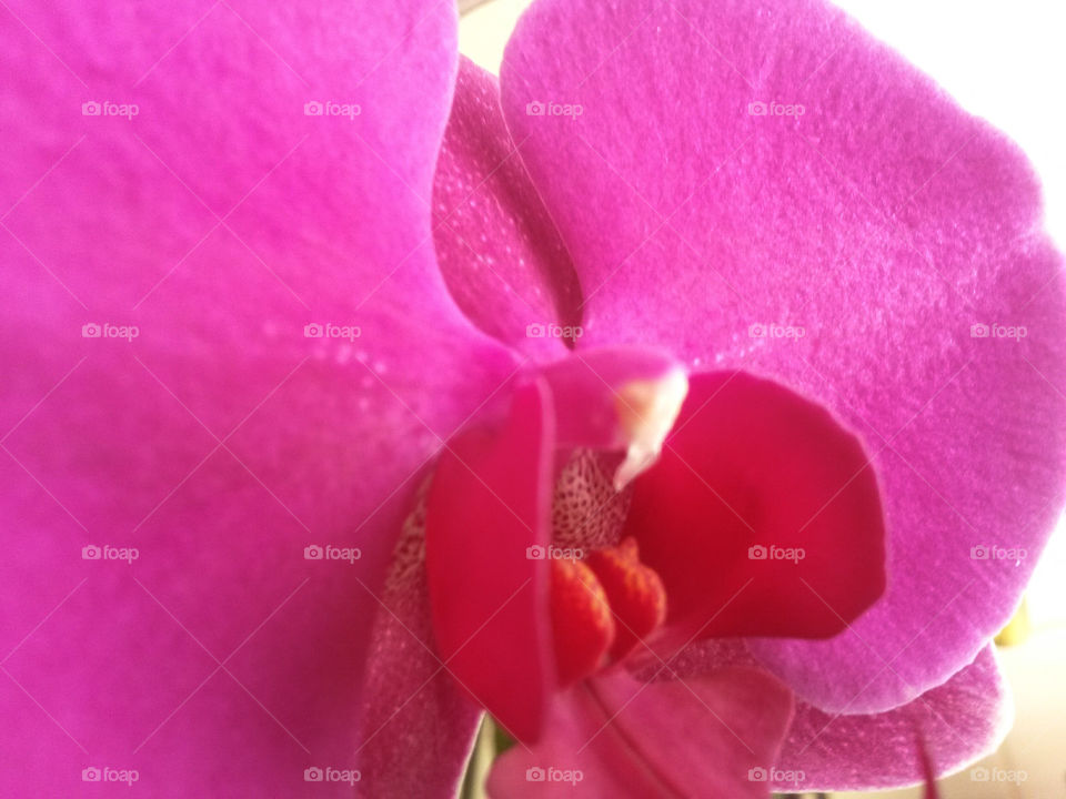 close up of pink orchidea