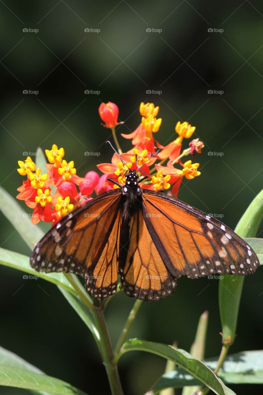 Butterfly pollinating on flower