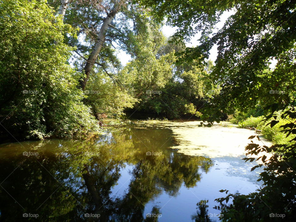 Magic the Lake in the Forest