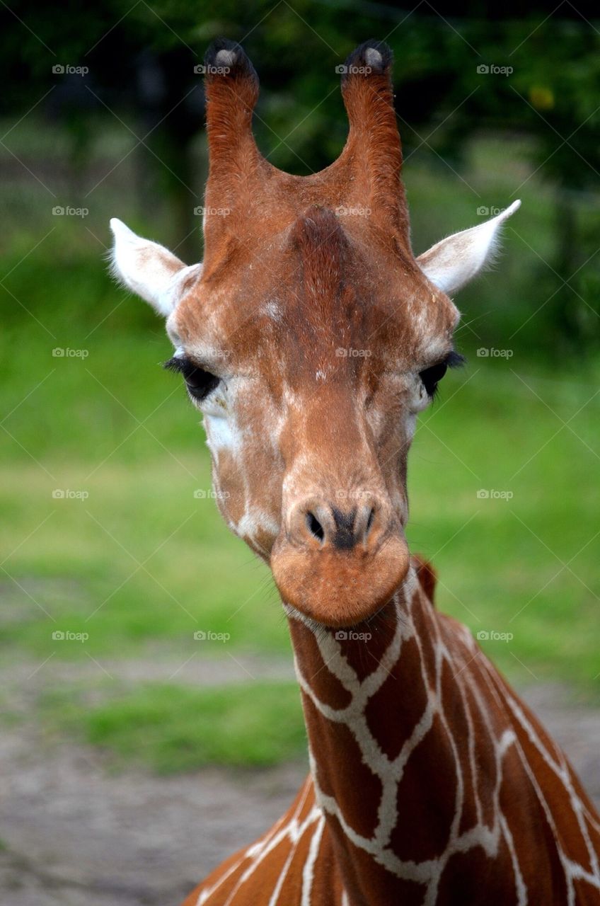 Giraffe 3