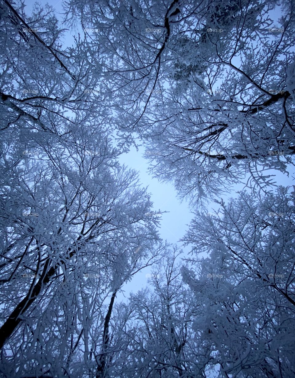 Frozen Canopy 