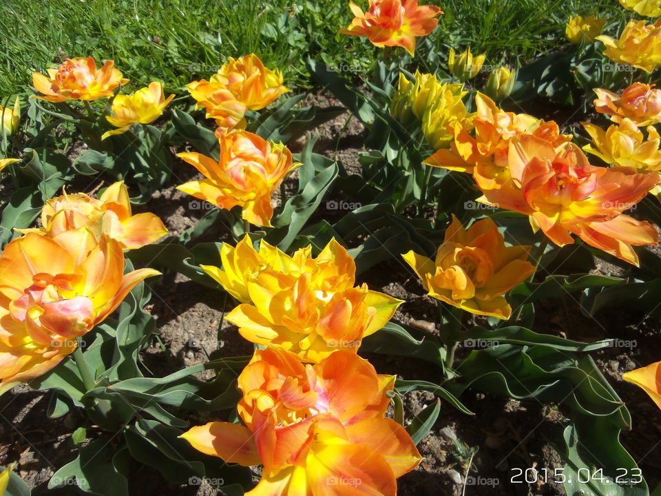 tulips. spring flowers
