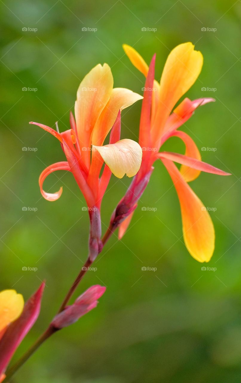 orange flowers