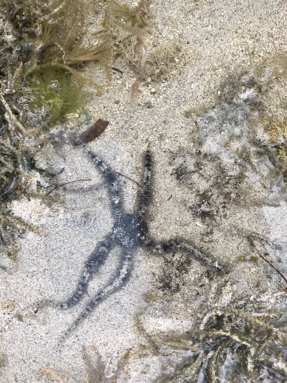 Starfish in the water off the shores of Nusa Dua, Bali, Indonesia. 