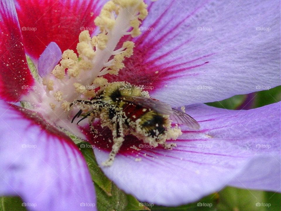 Bee gathering pollen