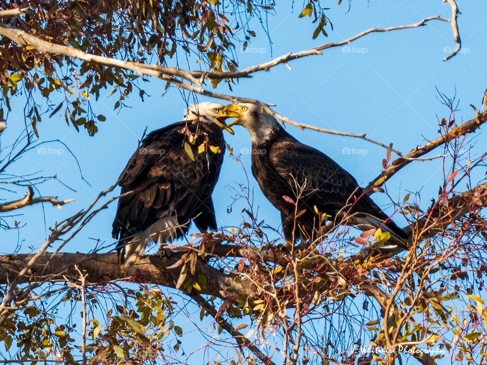 Two bald eagles share a branch and appear to scream at each other in a fit of anger