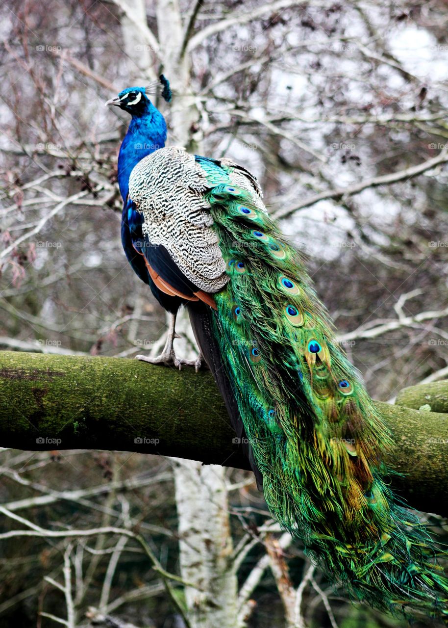 Peacock