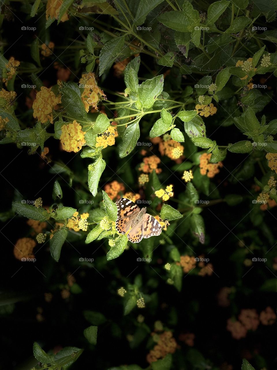 Portrait of flowers and butterfly 