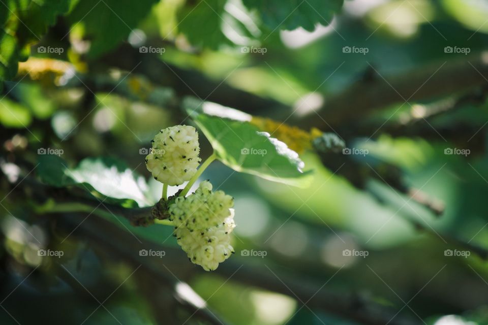 Chinese white mulberries 
