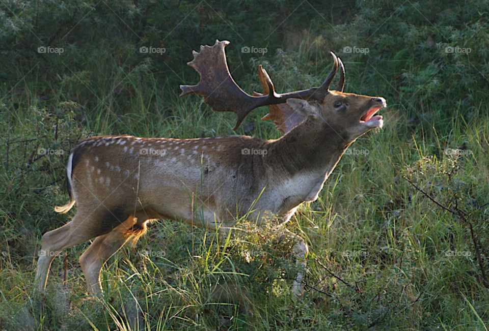 Deer during the rut