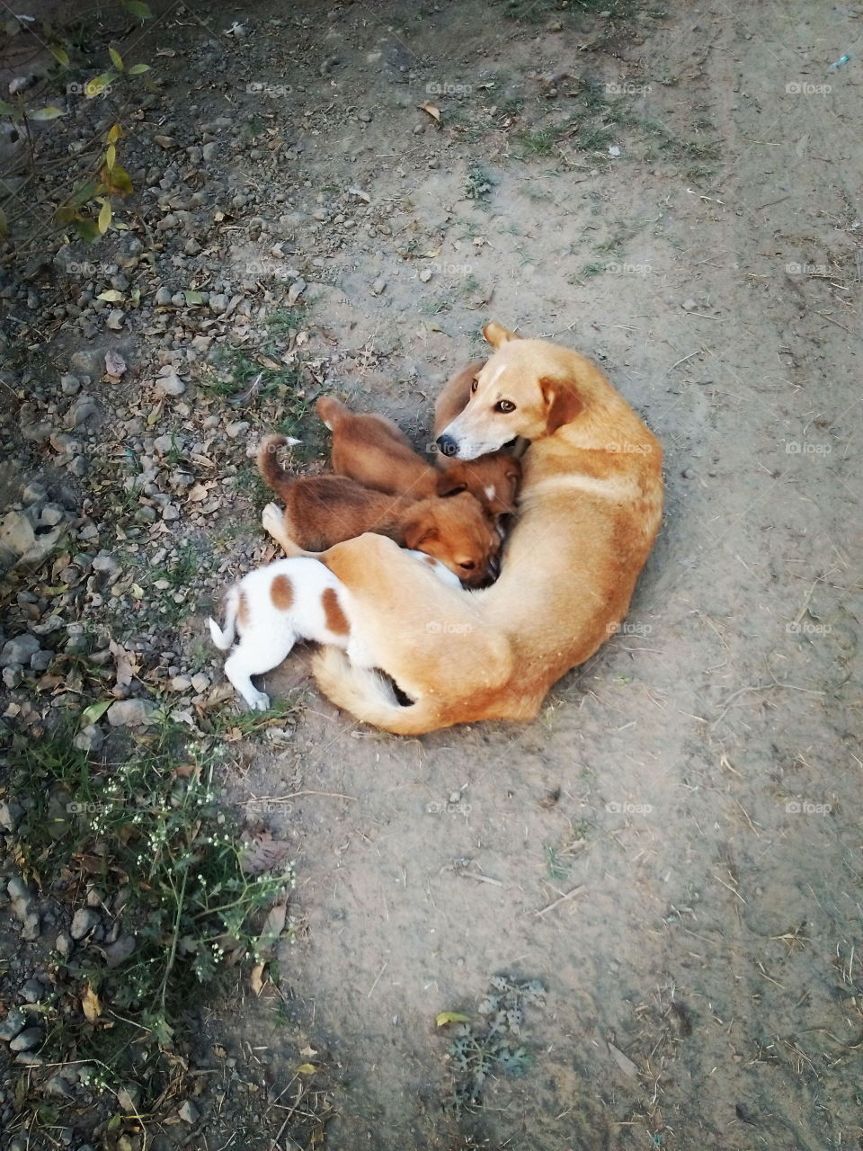 she dog with puppies