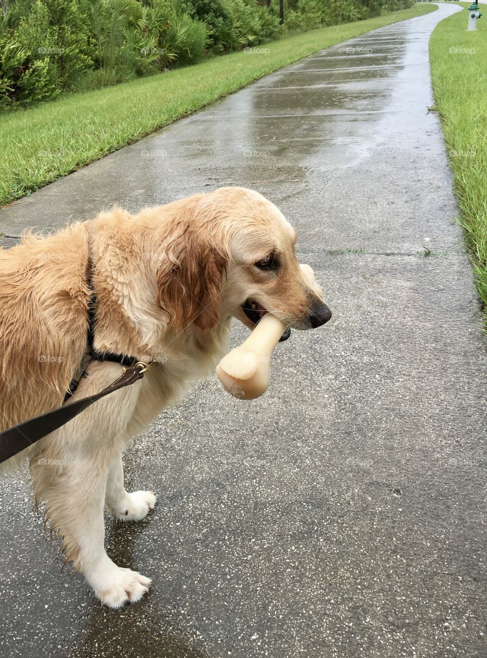 golden retriever walking in rain with her bone