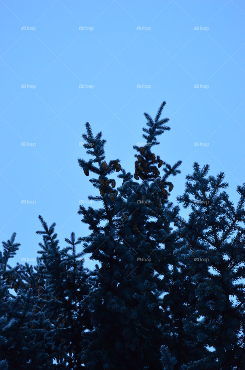 blue spruce, needles, tree,