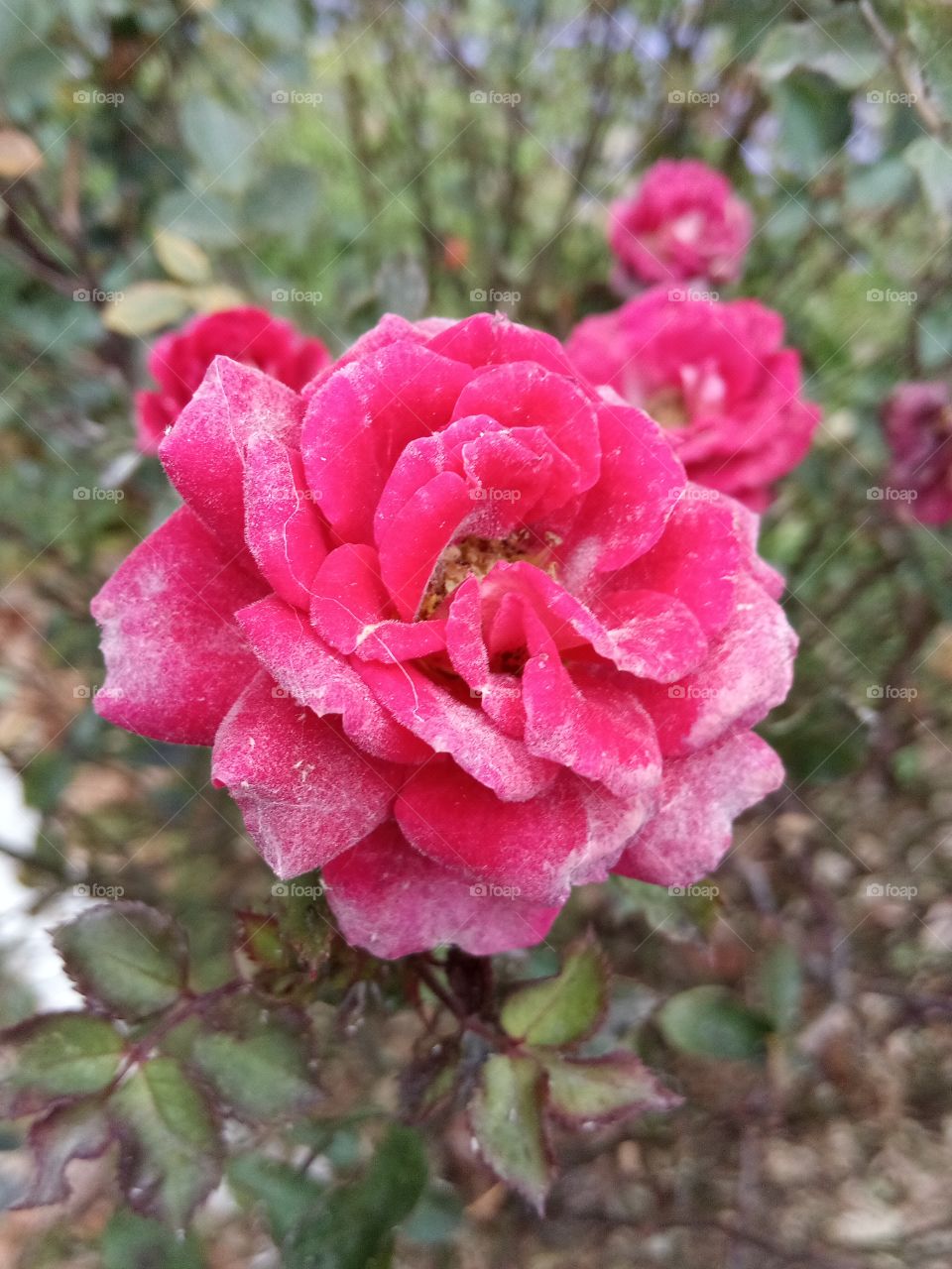 Rose