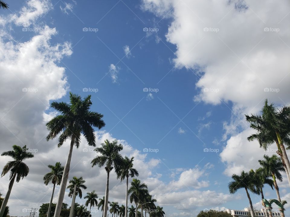 Florida sky