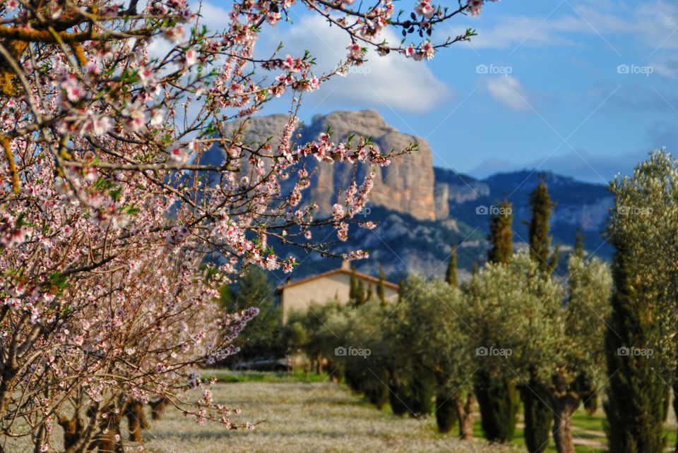 Landscape in the middle of a natural park of cherry trees and almond blossoms