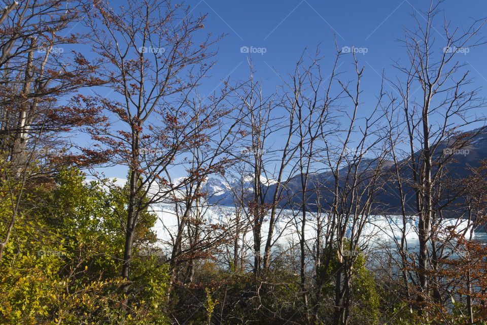 Forest in Patagonia Argentina.