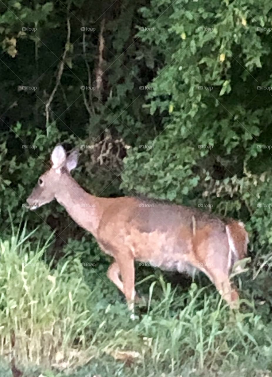 Dude view of deer eating quietly in the woods 