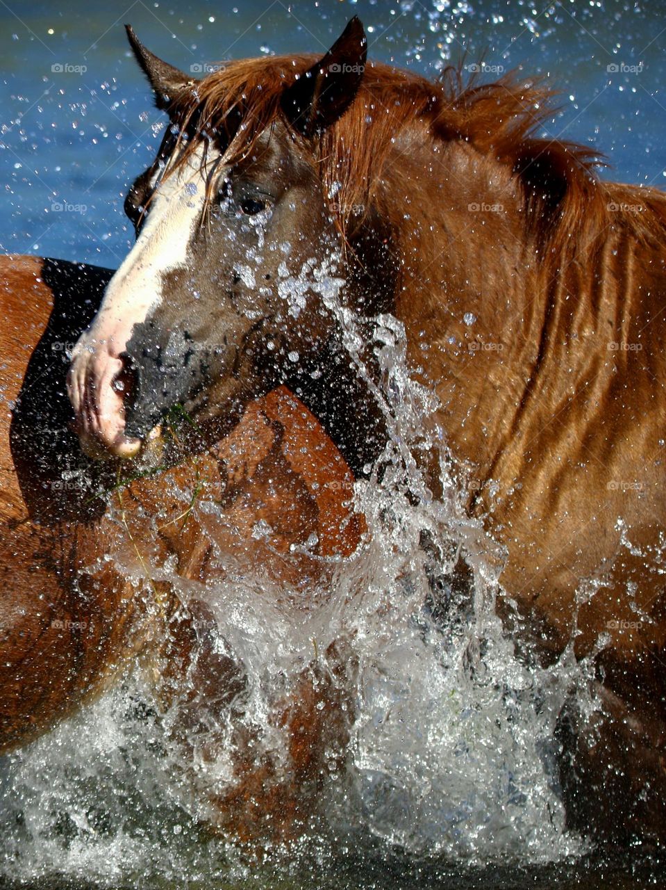 Wild Stallion Making a Splash