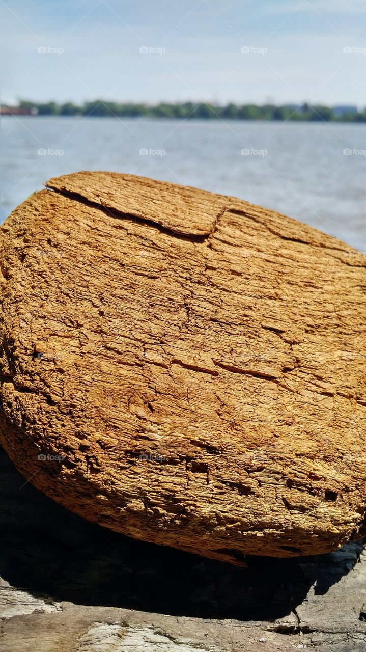 Not a Rock - Saw this most interesting piece of driftwood on the bank of a river. I picked it up expecting it to be heavy but actually marveled at its lightness since it was wood.