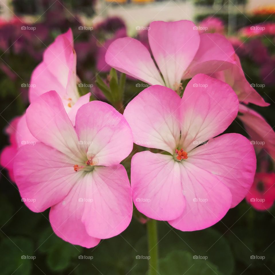 #flowers