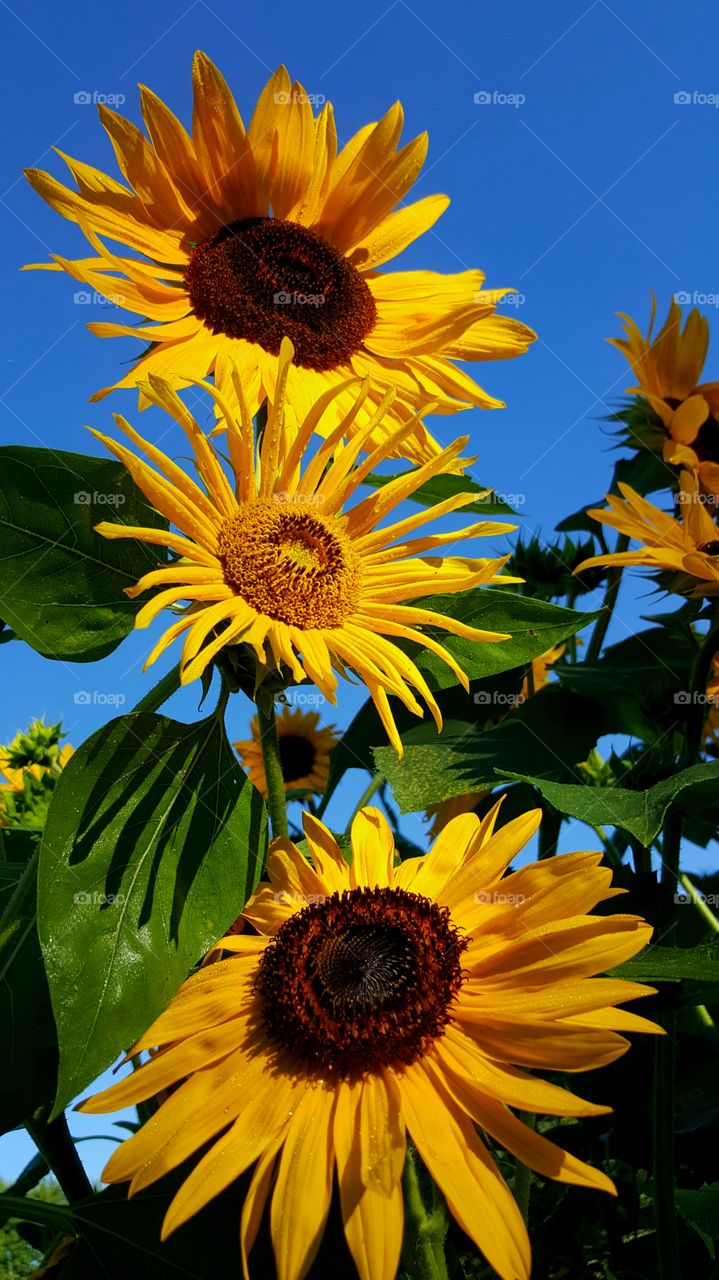 sunflower trio