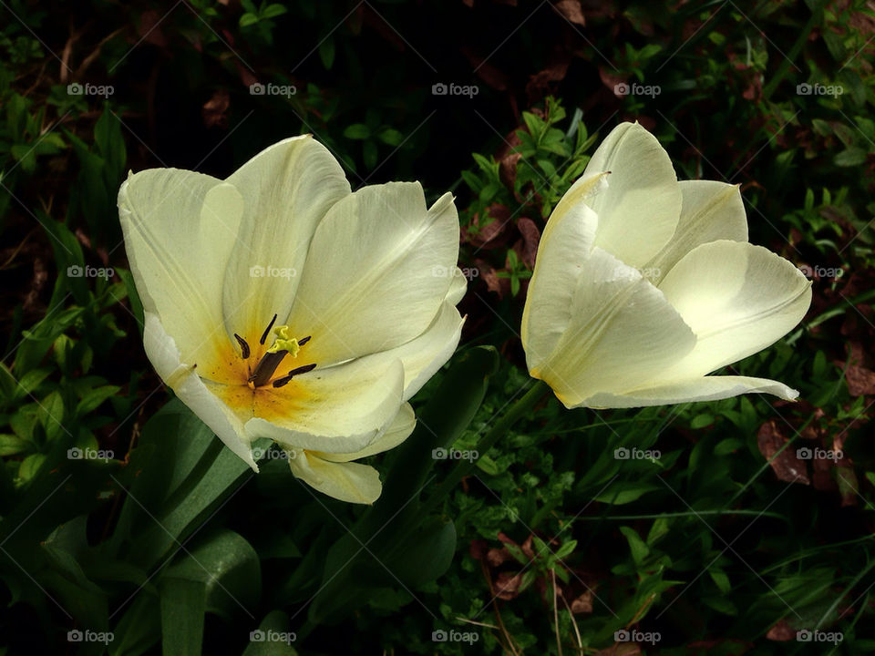 GARDEN FLOWERS