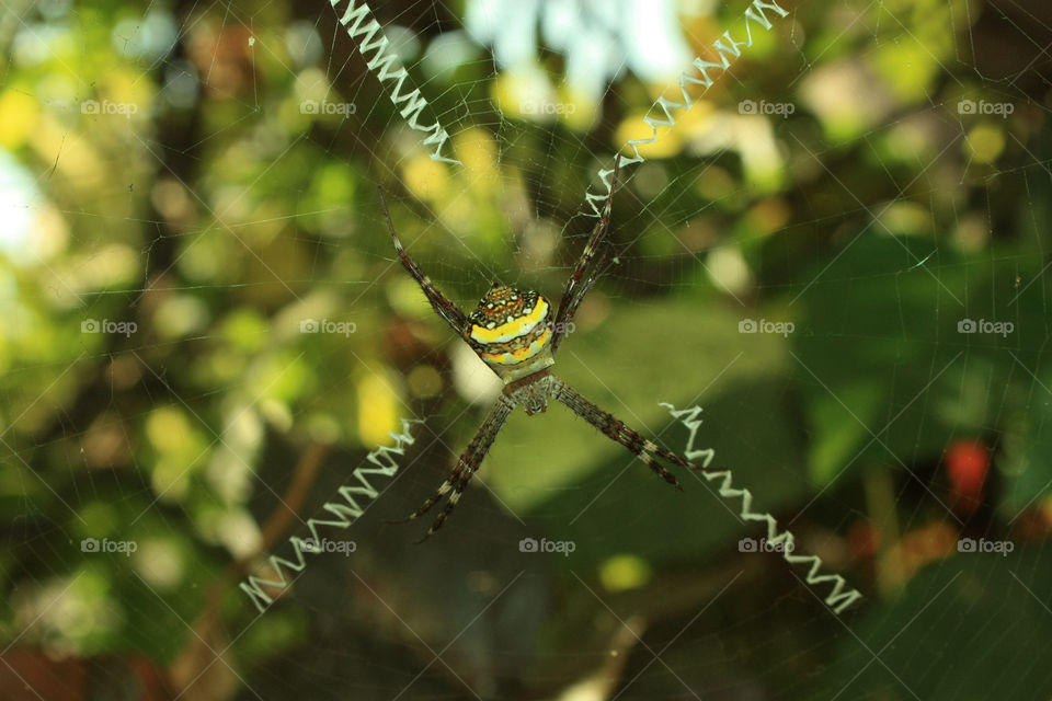 a spider with spider web, busy in building trap for insects