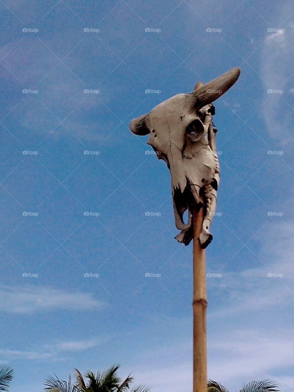 Animal skull, mactan shrine, mactan, cebu, philippines