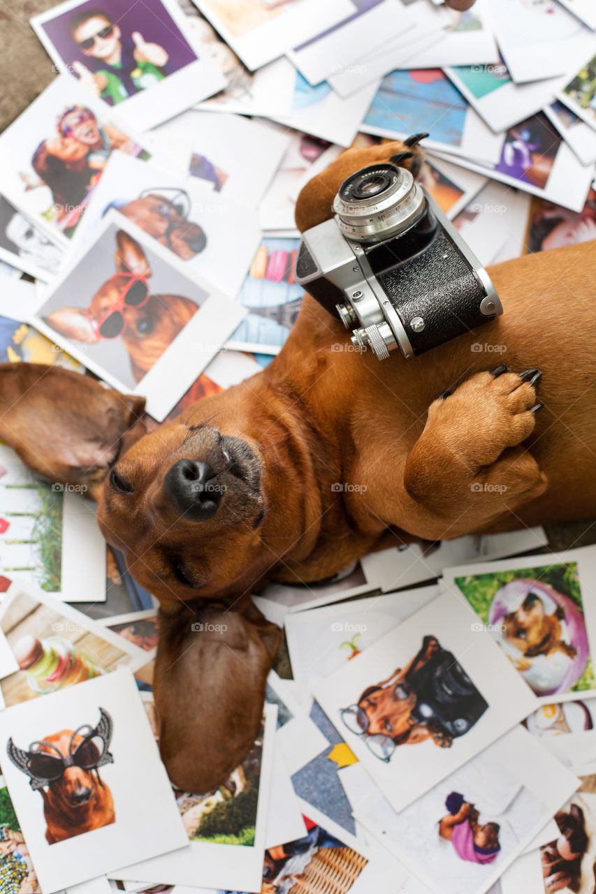 a beautiful red-haired dachshund, lying on its back, dangling, resting, getting high, a camera in its paws, a dog lying in the photographs. young photographer