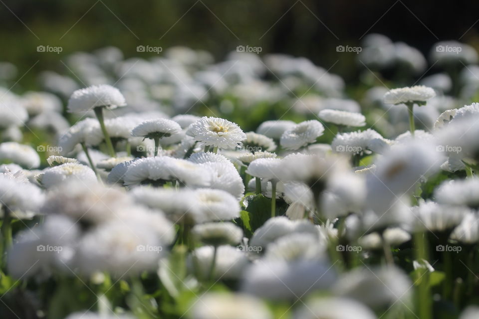 Fields of white flowers